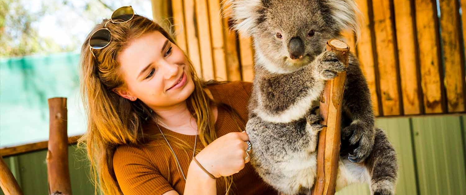 koala close up encounters at Moonlit Sanctuary Wildlife Conservation Park